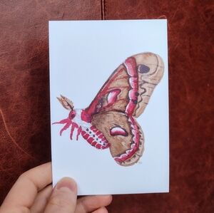 Cecropia Moth Postcard